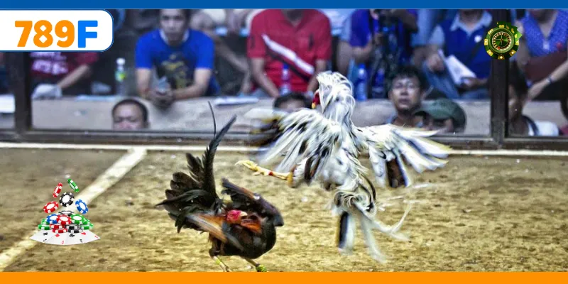 Đá Gà C3 – Quy Tụ Những Chiến Kê Cực Hay, Kèo Cược Đa Dạng 3 Chiến kê bền bỉ tạo điểm nhấn trong cá cược trực tuyến