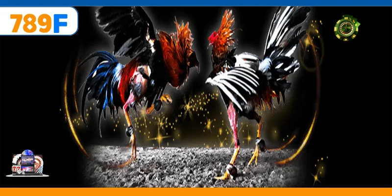 Đá Gà Đòn – Kinh Nghiệm Xem Và Phân Tích Kèo Chuẩn 1 Đá Gà Đòn Và Sức Hút Trong Loại Hình Cá Cược Trực Tuyến