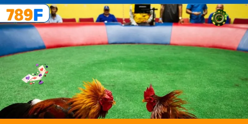 Đá Gà C3 – Quy Tụ Những Chiến Kê Cực Hay, Kèo Cược Đa Dạng 4 Đặt cược đa dạng mang đến trải nghiệm hấp dẫn hơn