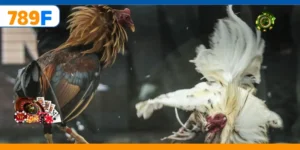 Gà Nòi – Trò Chơi Cá Cược Vô Cùng Kịch Tính Và Gay Cấn