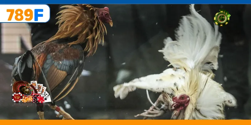 Gà Nòi Tại 789F – Trò Chơi Truyền Thống Của Dân Việt 1 Gà Nòi – Trò Chơi Cá Cược Vô Cùng Kịch Tính Và Gay Cấn