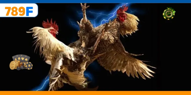 Đá Gà C3 – Quy Tụ Những Chiến Kê Cực Hay, Kèo Cược Đa Dạng 3 Huấn luyện gà để tăng phong độ thi đấu cao