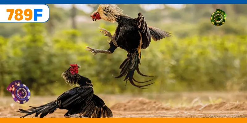 Đá Gà C3 – Quy Tụ Những Chiến Kê Cực Hay, Kèo Cược Đa Dạng 2 Trải nghiệm cá cược đá gà cựa dao online hấp dẫn