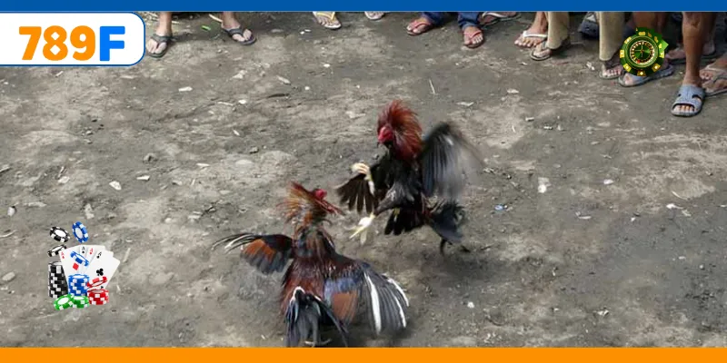 Đá Gà C3 – Quy Tụ Những Chiến Kê Cực Hay, Kèo Cược Đa Dạng 2 Trận đá gà đòn online kịch tính thu hút người chơi