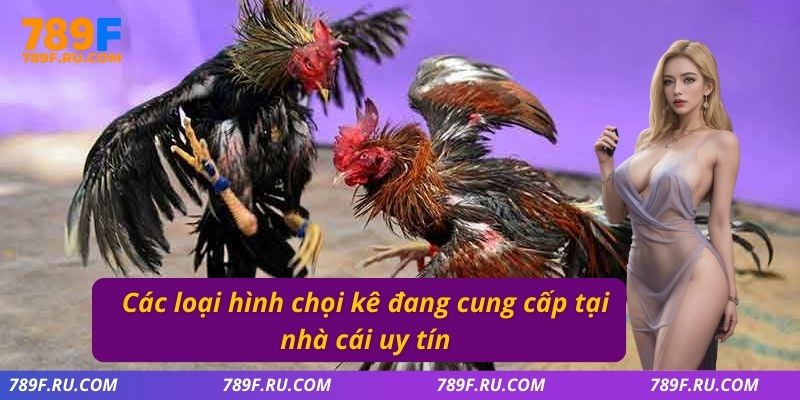 Đá Gà C2 – Trận Đấu Đầy Kịch Tính, Đa Dạng Kèo Cược 3 Các loại hình chọi kê đang cung cấp tại nhà cái uy tín