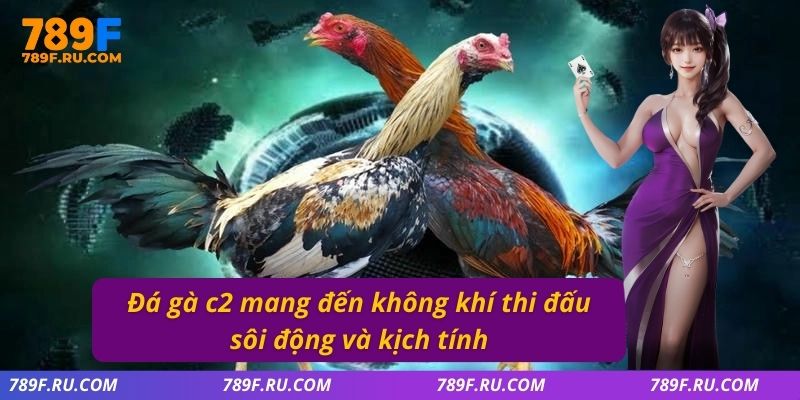 Đá gà C2 mang đến không khí thi đấu sôi động và kịch tính