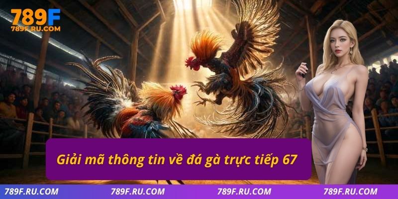 Đá Gà C2 – Trận Đấu Đầy Kịch Tính, Đa Dạng Kèo Cược 2 Giải mã thông tin về đá gà trực tiếp 67