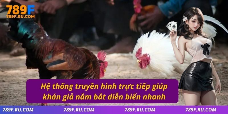 Đá Gà C2 – Trận Đấu Đầy Kịch Tính, Đa Dạng Kèo Cược 4 Hệ thống truyền hình trực tiếp giúp khán giả nắm bắt diễn biến nhanh
