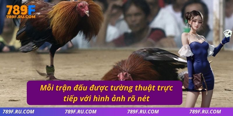 Đá Gà C2 – Trận Đấu Đầy Kịch Tính, Đa Dạng Kèo Cược 3 Mỗi trận đấu được tường thuật trực tiếp với hình ảnh rõ nét